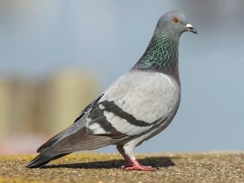 Pigeon Pest Control Melbourne