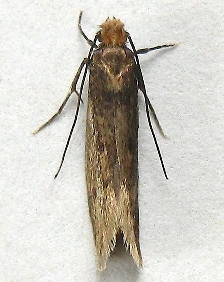 Moth Control Melbourne