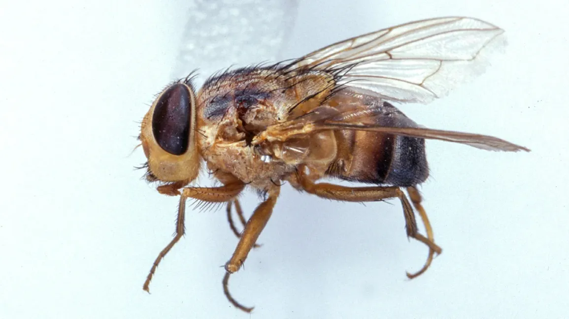 Do Flies Carry Disease?