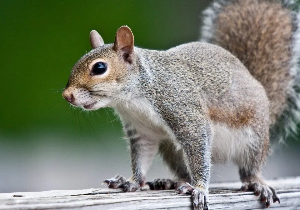Squirrel Removal Melbourne
