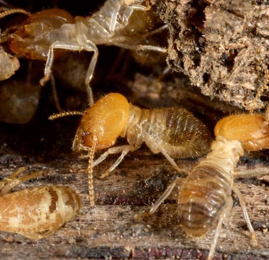 Pest Inspection Cost - Termites