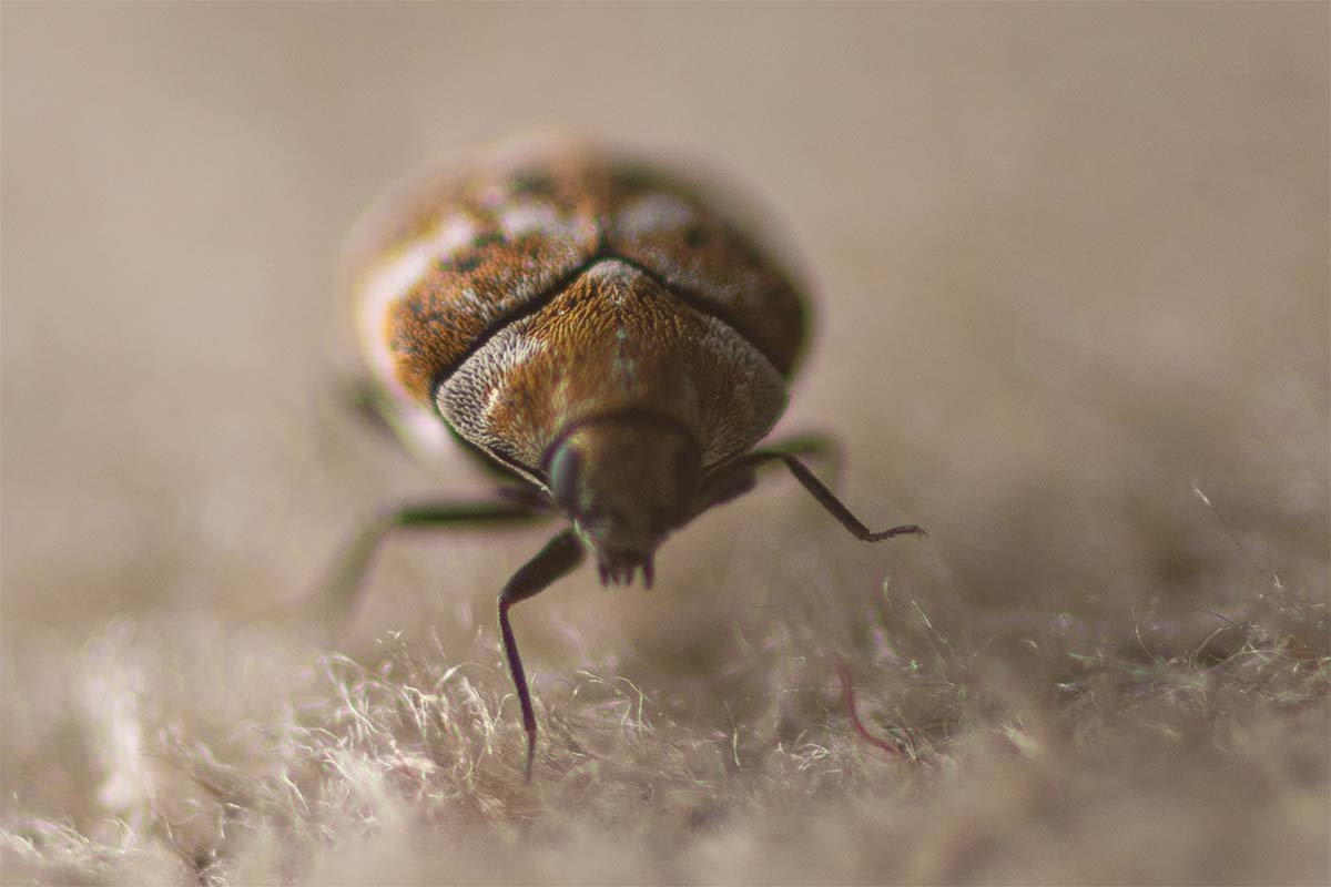 Carpet Beetle Facts Melbourne