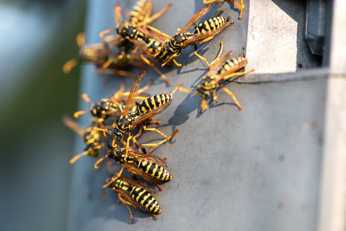 Wasp Nest Removal Melbourne