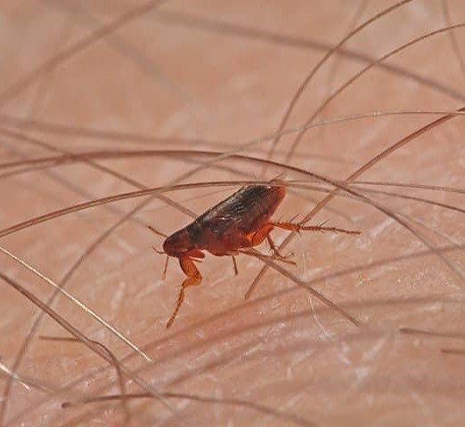 Flea on Hair Close-up