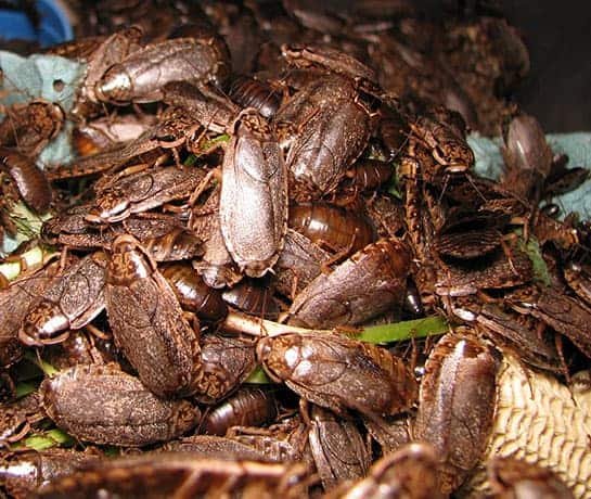 Pest Inspection Services Melbourne