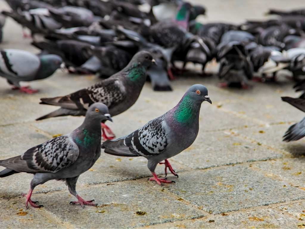 Pigeon Removal Melbourne