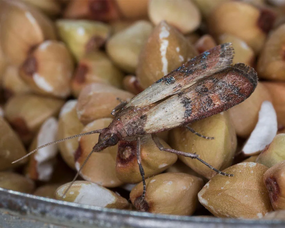 Pantry Moth Control Melbourne