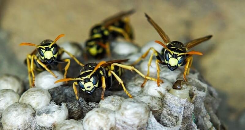 Wasp Nest Removal Melbourne