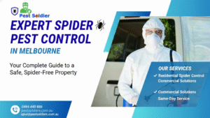 Complete Guide to Spider Pest Control in Melbourne