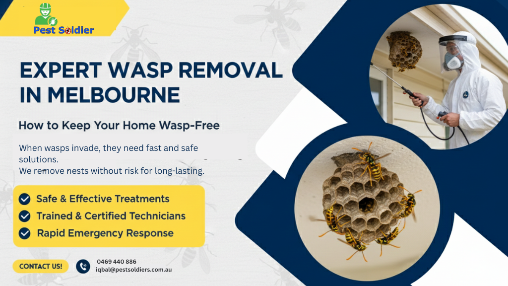 Expert Wasp Removal in Melbourne