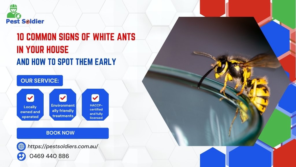 10 Common Signs of White Ants in Your House and How to Spot Them Early