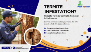 Termite Infestation