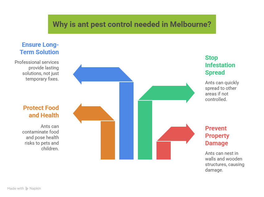 Pest Control for Ants in Melbourne