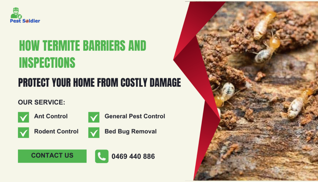 How Termite Barriers and Inspections Protect Your Home From Costly Damage
