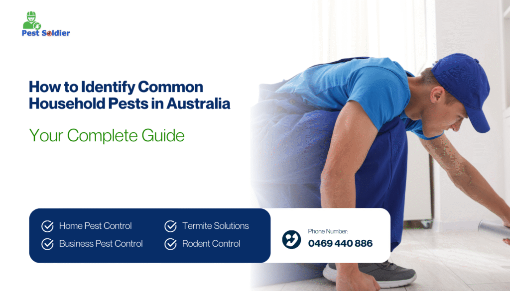 How to Identify Common Household Pests in Australia