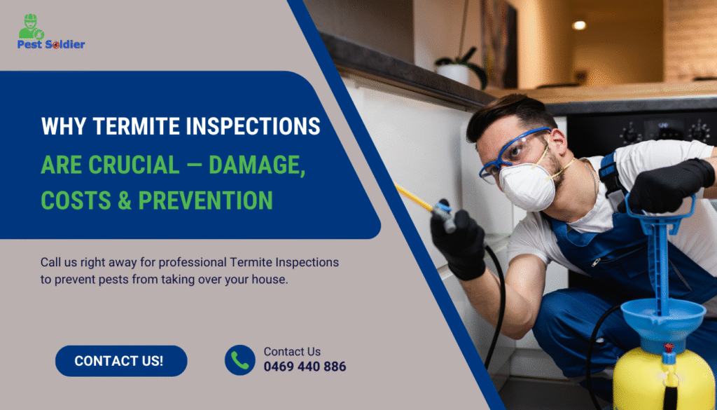 Why Termite Inspections Are Crucial — Damage, Costs & Prevention
