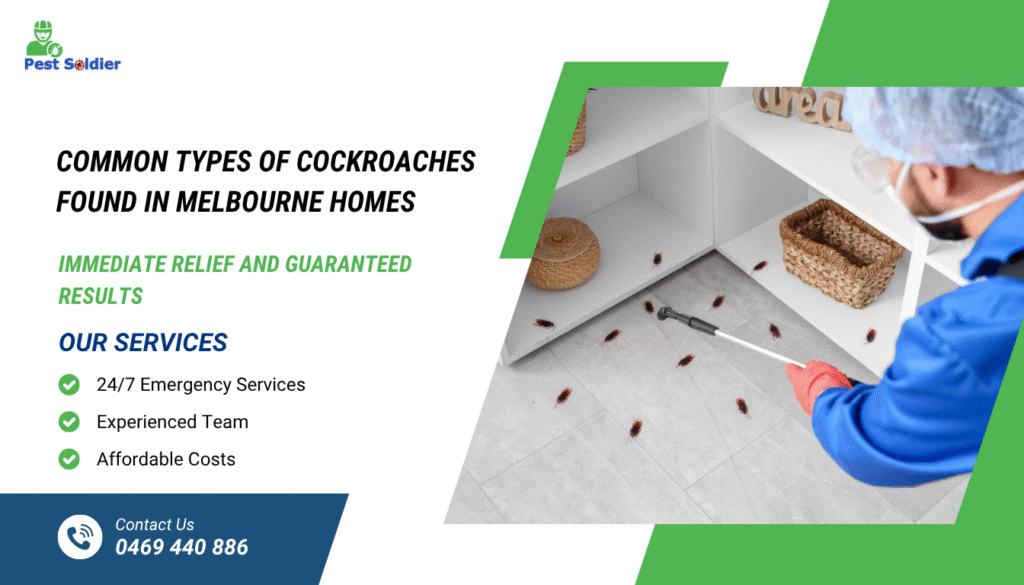 Common Types of Cockroaches Found in Melbourne Homes