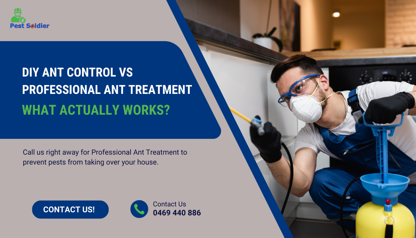 DIY Ant Control vs Professional Ant Treatment: What Actually Works?