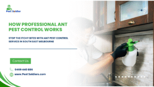 How Professional Ant Pest Control Works