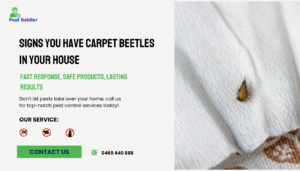Signs You Have Carpet Beetles in Your House