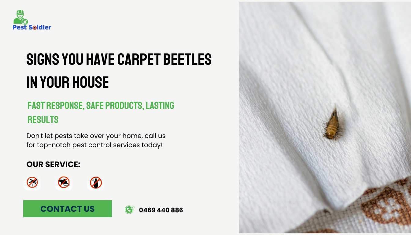 Signs You Have Carpet Beetles in Your House