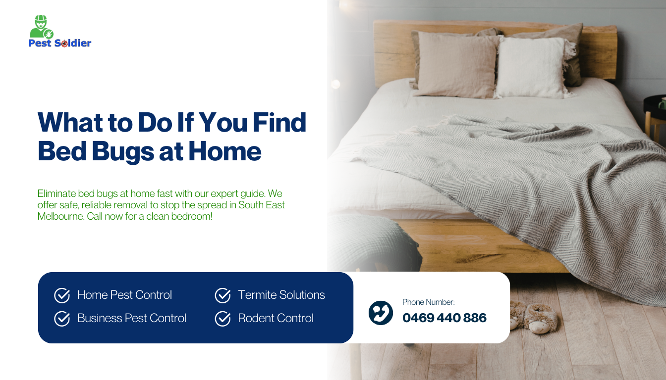 What to Do If You Find Bed Bugs at Home