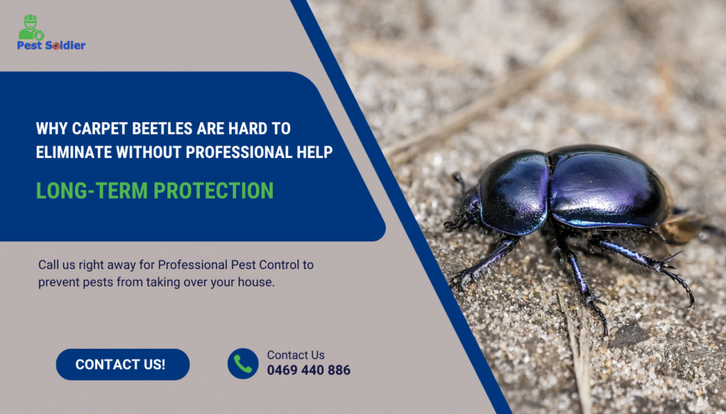 Why Carpet Beetles Are Hard to Eliminate Without Professional Help