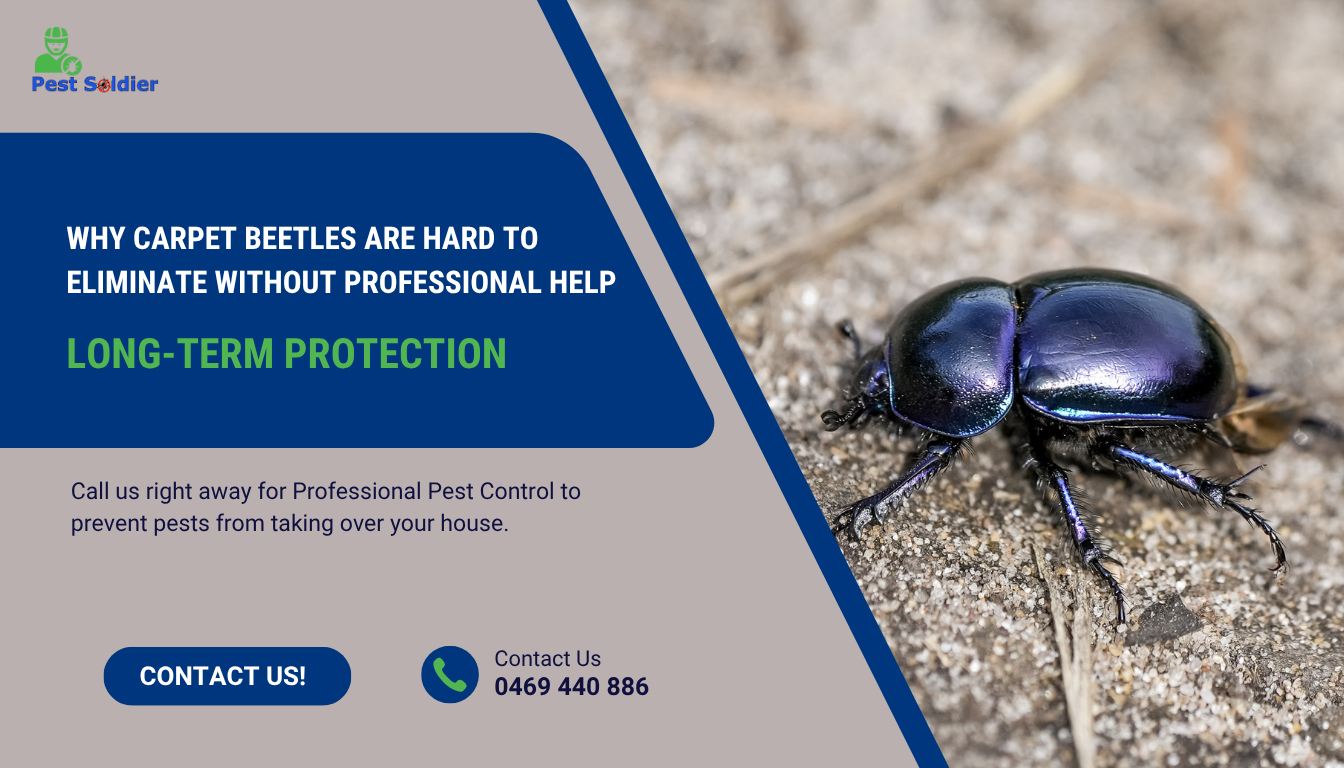 Why Carpet Beetles Are Hard to Eliminate Without Professional Help