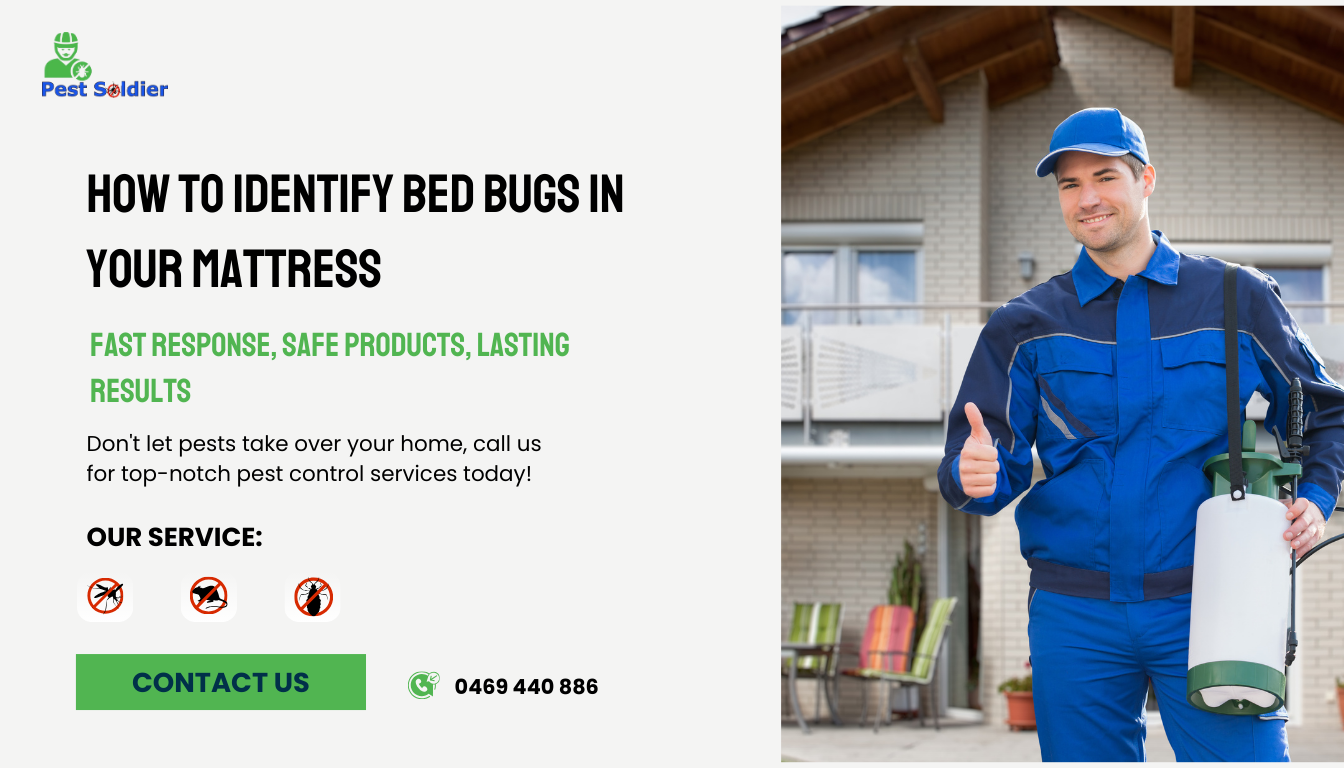 How to Identify Bed Bugs in Your Mattress