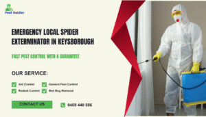 Emergency Local Spider Exterminator in Keysborough: When You Should Call