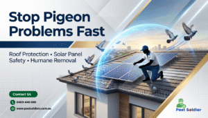 Professional Pigeon Pest Control Company in Ringwood