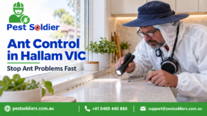 Ant Control in Hallam VIC
