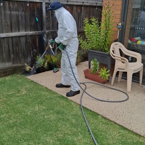 Pest Inspection Cost